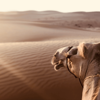 camel safari dubai